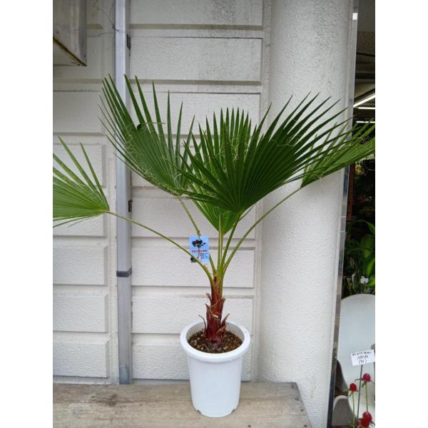ワシントンヤシ（ ８号プラ鉢植え）　鉢底から葉先まで１００ｃｍ位