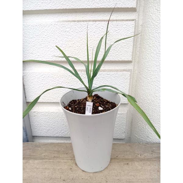 ☆ユッカ・ロストラータ ６号プラ鉢植え  鉢底から４８cm