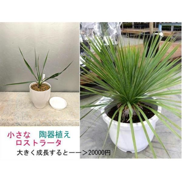 ☆ロストラータ　陶器鉢植  鉢底から３０〜４０cm（ユッカ）プラ受け皿付