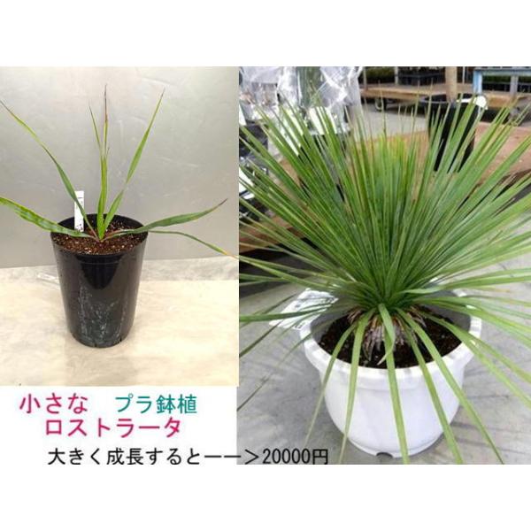■今人気で管理が簡単なユッカ・ロストラータ　苗用プラ鉢植え　(５号苗用プラ鉢　直径14,5ｃｍ　H=17ｃｍ )　性質上葉先が茶色くなり、葉も折れたりねじれたりしやすく、古葉をカットしています。鉢底からの高さ：葉の高い箇所で35~40ｃｍ　...