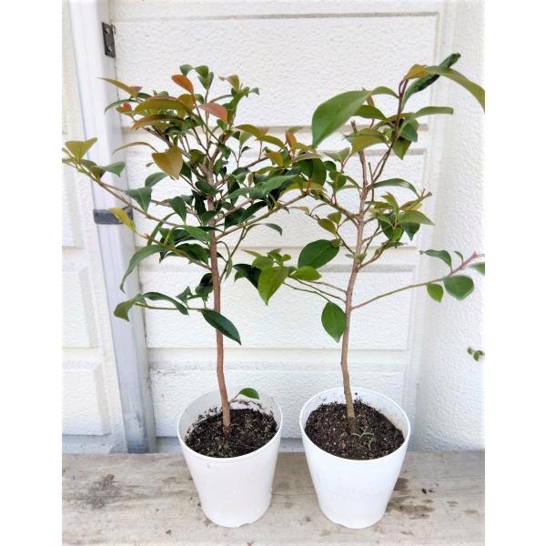 日本榊苗【本榊】（サカキ・さかき）5号鉢苗・鉢底から55〜65cm（1