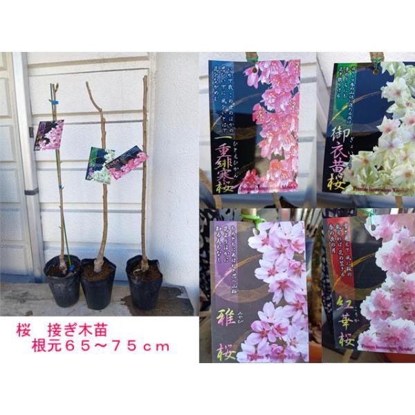 桜苗（接ぎ木5号ポット苗）【一鉢売り】　根元から６８〜７５ｃｍ位