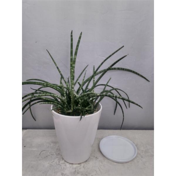 観葉植物 細いの人気商品 通販 価格比較 価格 Com
