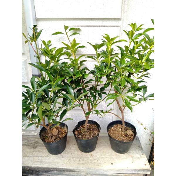 シキミ・樒苗（B）・1本売り　６号ポット植え　根元から高さ５５〜６５ｃｍ　・樒・しきみ（しきび）