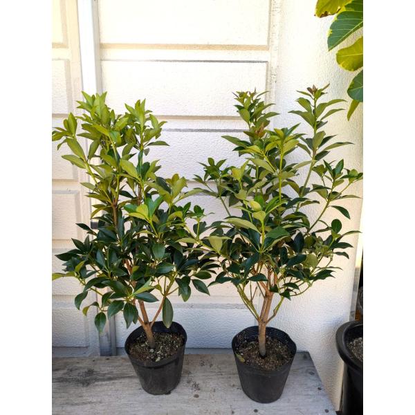 シキミ・樒苗【大A】・樹形が良い1本売り　６号ポット植え　根元から高さ６0〜７０ｃｍ　・樒・しきみ（しきび）