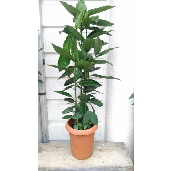 ニッケイの木 シナモンの木 ニッキの木 ３本植え ８号鉢植え９０ １００ｃｍ Buyee Buyee 일본 통신 판매 상품 옥션의 대리 입찰 대리 구매 서비스