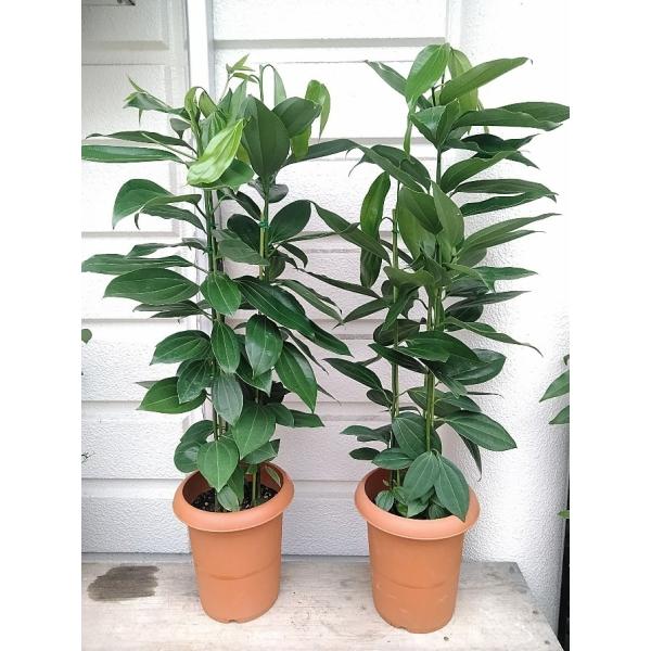 ニッケイの木 シナモンの木 ニッキの木 ３本植え ８号鉢植え９０ １００ｃｍ Buyee Buyee 提供一站式最全面最專業現地yahoo Japan拍賣代bid代拍代購服務 Bot Online