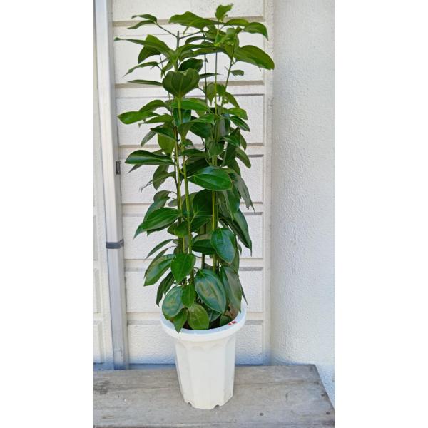 近頃再人気のシナモンの木(ニッケイの木）【訳あり品】４本植え・８号鉢植え１００〜１１０ｃｍ）1鉢