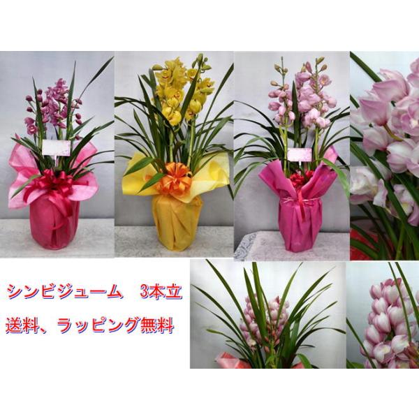■送料・ラッピング料、消費税込みで４４００円シンビジューム　３〜４本立　鉢底からの高さ：６０〜７０cｍ【注意】＊送料無料ですが、北海道と沖縄は、別途送料が必要です。＊この商品は、ラッピング込み（リボン・お祝いカード無料）なのでギフト包装の設...