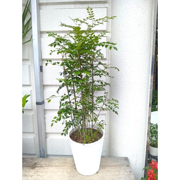 シマトネリコ８号・セラアート鉢植え １０本以上植え（９０〜１００cｍ）