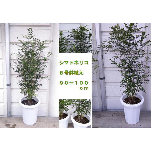 シマトネリコ・白プラ８号鉢　9本以上植え（９０〜１００cｍ）