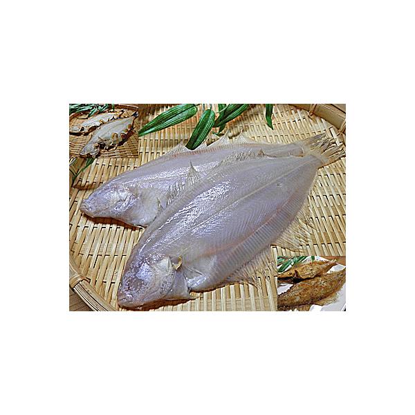 国産 一夜干し 笹かれい 5尾入 笹鰈 ササカレイ 笹カレイ 笹かれ ヤナギムシガレイ ささかれいの干物一夜干しカレイ Buyee 日本代购平台 产品购物网站大全 Buyee一站式代购 Bot Online