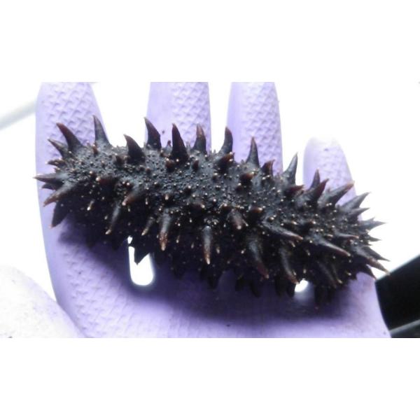 北海道 安心の定価販売 干しなまこ ナマコ 海参 特a品2l 400g 乾燥ナマコ