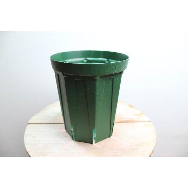 4号 ロングスリット鉢植え ロングスリット鉢 4号 : メルガーデン ヤフー店 - 通販 - Yahoo