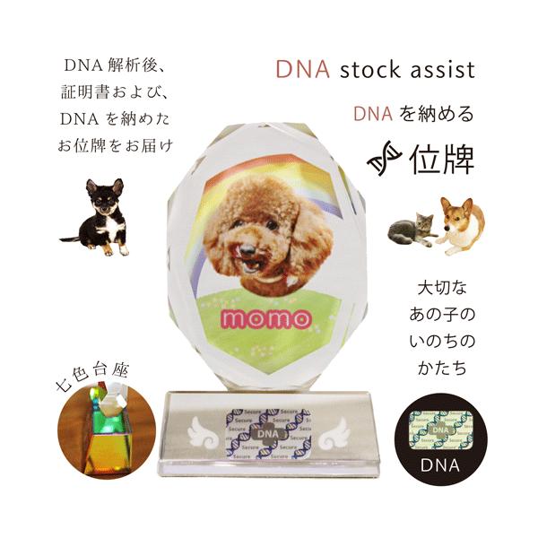 ペット 位牌 クリスタル DNA stock assist 虹のかけ橋 大切なあ ペット 位牌 クリスタル DNA stock assist 虹のかけ橋 大切なあ