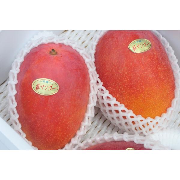 秀品 アップルマンゴー贈答用 約1kg（2〜3玉入り）化粧箱入り 発送時期 7月〜8月上旬 沖縄本島産 お中元におすすめ【送料無料】