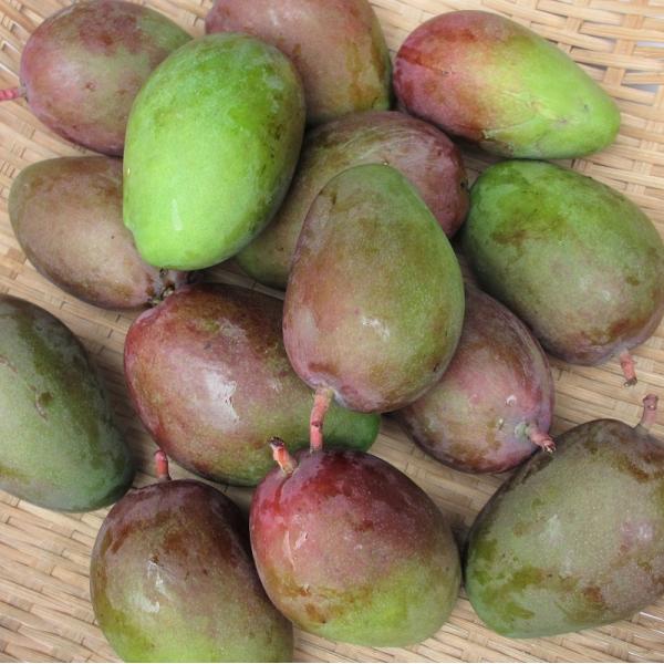 摘果マンゴー、青マンゴー　20〜90g20kg箱込み 摘果マンゴー、青マンゴー 20〜90g20kg箱込み