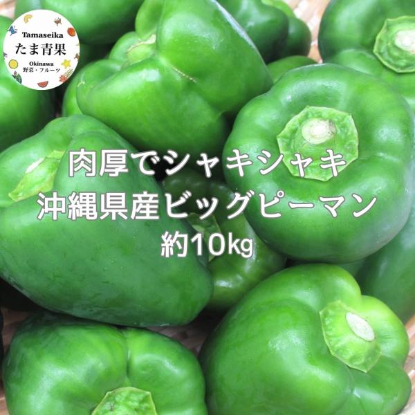 ビッグピーマン10kg 【発送11〜6月】 肉厚柔らかいつやつやピーマン