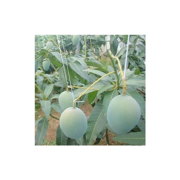 ☆優品☆ キーツマンゴー 約1kg　☆送料無料☆ 沖縄県産 発送8月〜9月中旬