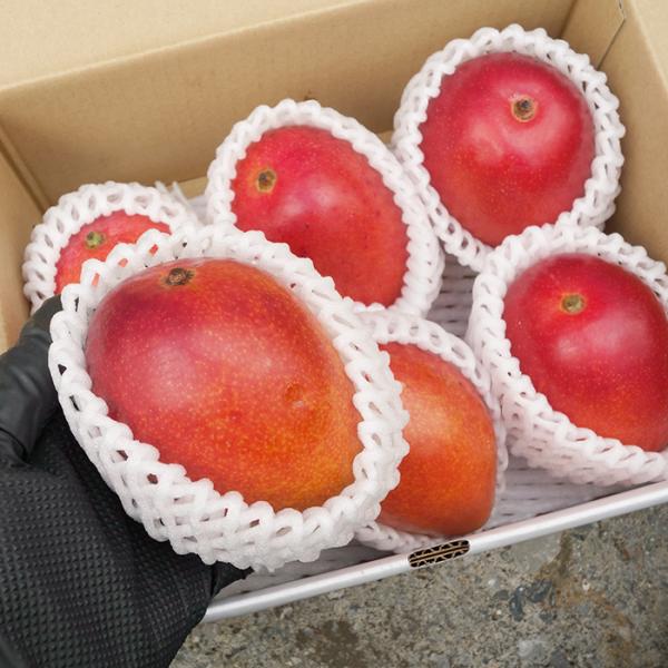 沖縄県産 ミニマンゴー 3箱セット　約5kg 優品 アップルマンゴー白箱 約3kg（約1.5kg(3〜7玉)×2箱)☆発送7