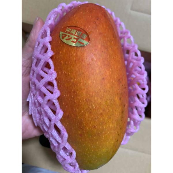 化粧箱】紅金煌（キンコウ）マンゴー約1〜1.2kg（2〜3玉）【発送期間7