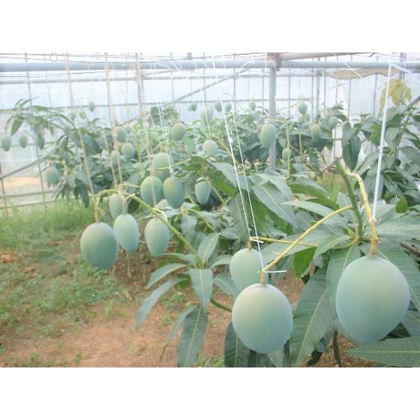 キーツマンゴー 優品 約1.5kg（2〜3玉）沖縄県産 発送8月〜9月中旬