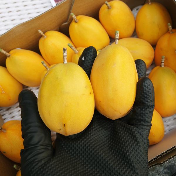 甘くて独特の香りのある果物です。貴重なフルーツの為、入荷次第の発送となります。ミズレモンやキミノトケイソウ、ウォーターレモンとも呼ばれます。パッションフルーツの仲間ですが、味は少し変わります。酸味がなく甘みが強いのが特徴です。※不定期入荷に...