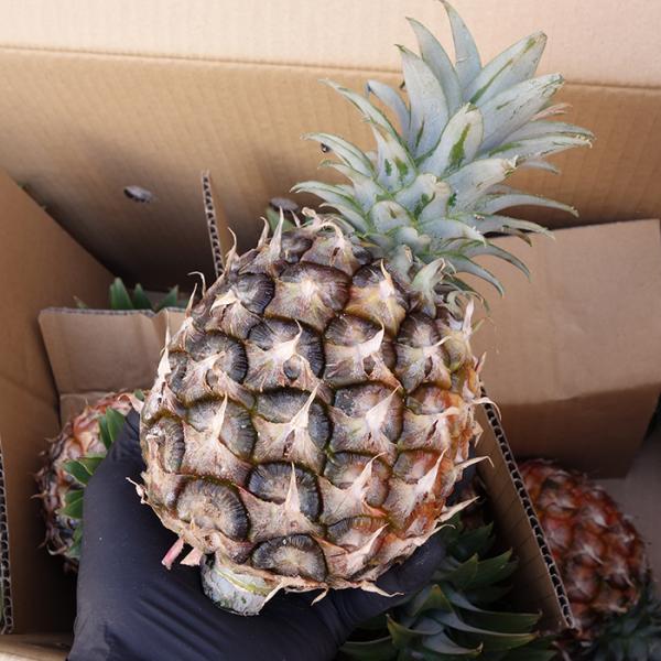 沖縄県産 パイナップルの人気商品 通販 価格比較 価格 Com