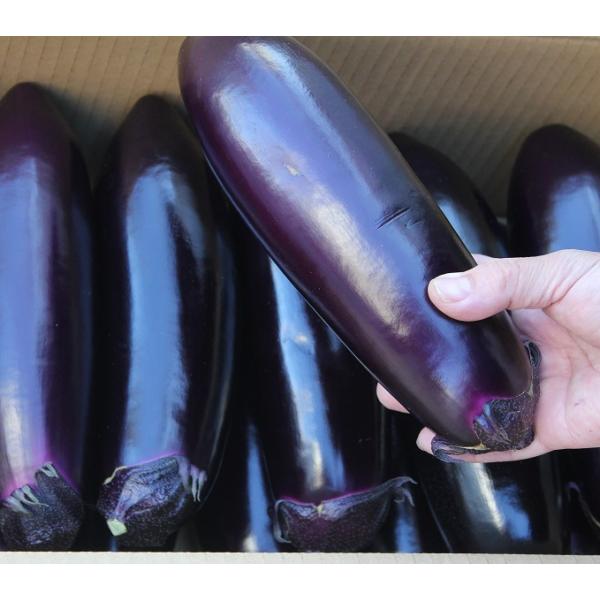 なす 3kg（10-18本） 沖縄県産島野菜 茄子 : 沖縄市場たま