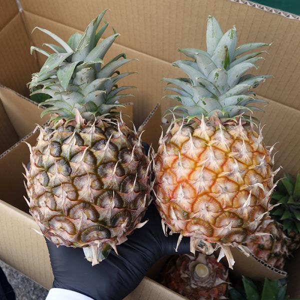 パイナップル スナックパインの人気商品 通販 価格比較 価格 Com