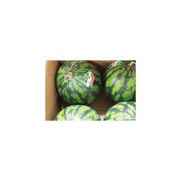 今帰仁スイカ 1個(2~3kg)【発送11月〜7月】【今帰仁すいか】(すいか メロン 今帰仁ウオーターメロン) /【Buyee】 今帰仁スイカ 1個(2~3kg)【発送11月〜7月】【今帰仁すいか】(すいか メロン 今帰仁ウオーターメロン) /【Buyee】