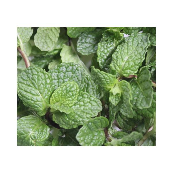 生葉の スペアミント フレッシュ 約1ｋｇ