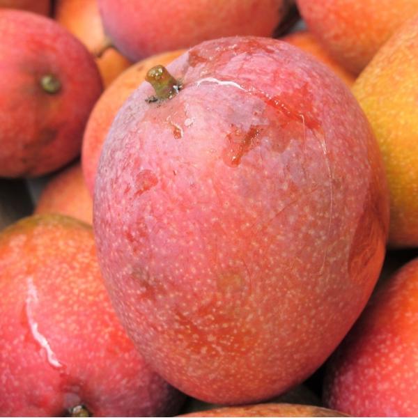家庭用 マンゴー 約2kg(3〜8玉) キズ、黒点、色むらなど 沖縄県