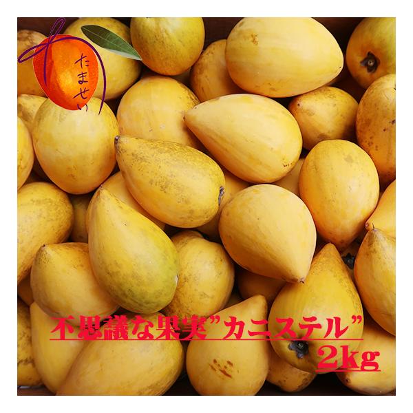 残り僅か 不思議な不思議な果実 カニステル２ｋｇ 発送1月 ５月 なにこれ ジャガイモ 卵の黄身 エッグフルーツ W Eggfruit2k 沖縄市場たま青果 通販 Yahoo ショッピング