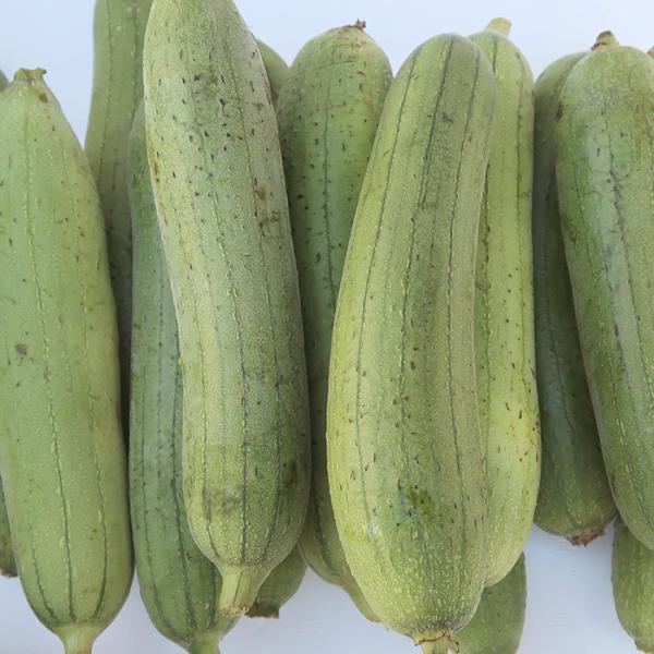 夏場限定！露地栽培沖縄ヘチマ へちま 産地直送10KG 夏場限定 沖縄ヘチマ へちま 産地直送10KG｜Yahoo!フリマ（旧
