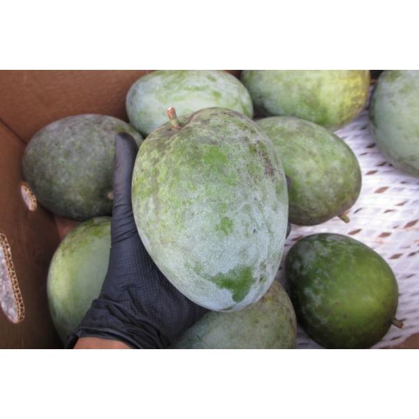 沖縄県産 摘果マンゴー 青マンゴー No8 沖縄県産 摘果マンゴー 青マンゴー No8 沖縄県産の新鮮な食材を