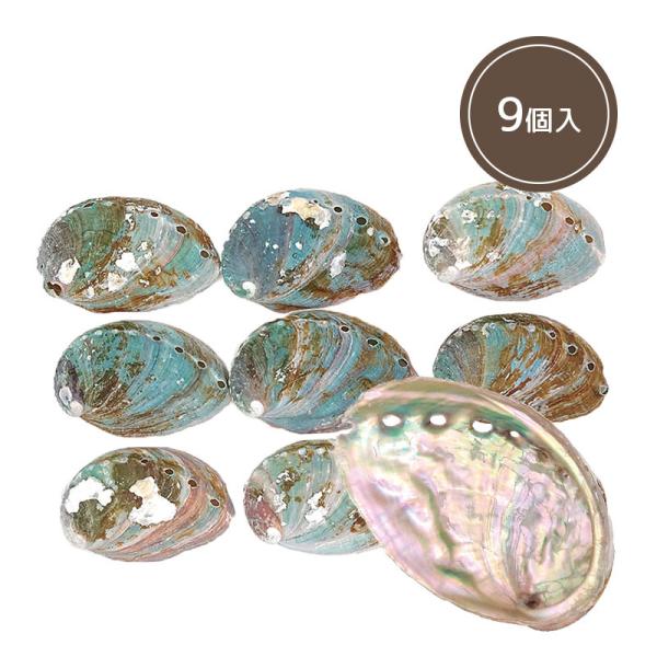 天草産 あわびの貝殻 9個セット 天草 あわび 貝 シェル パーツ