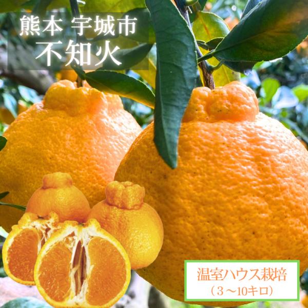 ヒロ様 お得な９kg 熊本産 屋根かけハウス栽培 不知火デコポン デコポン「不知火」の収穫(2024)＆大好評発売中の熊本限定栽培デコポン