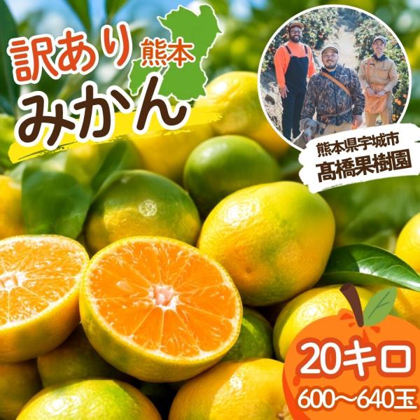 【ポイント5倍！】熊本みかん 訳あり 20キロ 600〜640玉入り 農家直送 高橋果樹園 送料無料 家庭用 ミカン 極早生 早生 温州 熊本 宇城