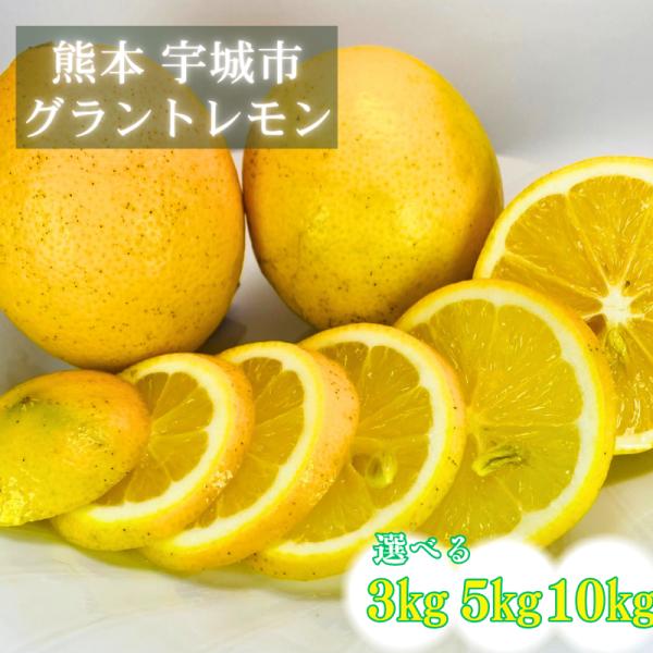 熊本県産 グラントレモン 3kg/5kg/10kg 大玉 熊本 宇城 高橋果樹園