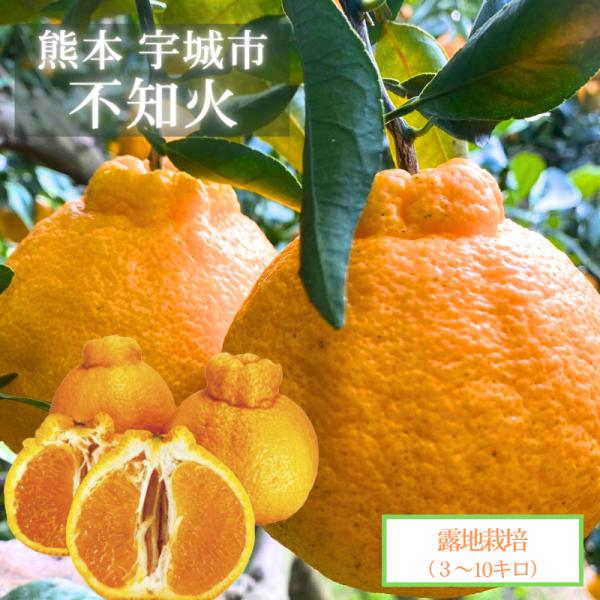 熊本県産 不知火 【露地栽培 各3キロ 5キロ 10キロ】 高橋果樹園