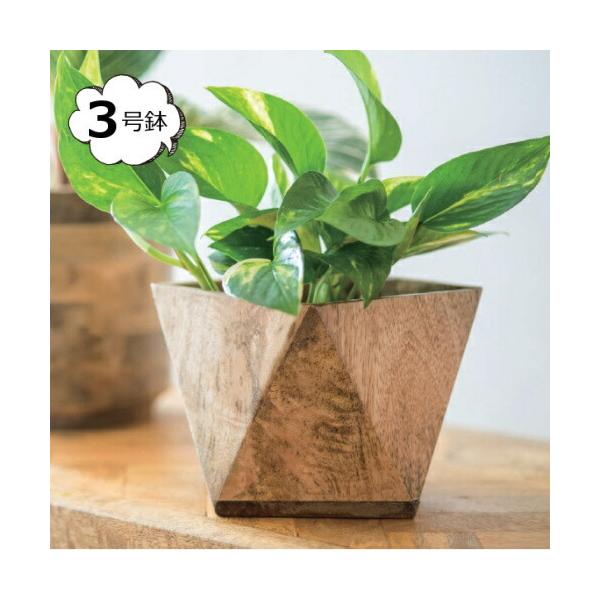 Jo[ |S|bgJo[ S 3p ɑΉ  }S[Ebh v^[Jo[  킢 JCC Vv i` AWA 