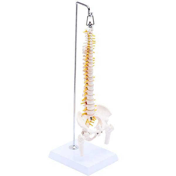 KIYOMARU 1/2サイズなのに高精度かつグニャと背骨を動かせるミニ脊柱模型 約45cm 人体模型 骨模型 骨格標本 骨盤 理学療法士監修 可動する骨盤と股関節 女性骨盤 台座付き?【2023.11一部改良 骨盤(仙腸関節)も可動できま...