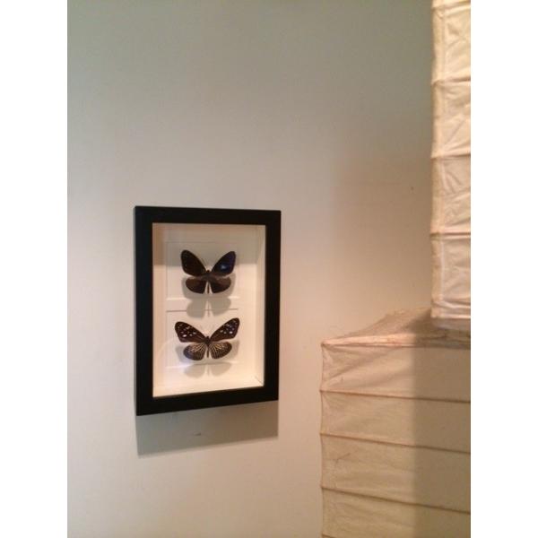 蝶の標本【額装】B : パームス - 通販 - Yahoo!ショッピング