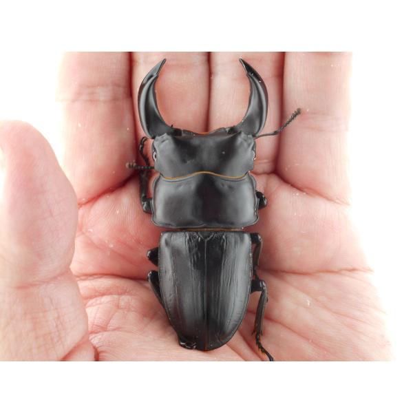 中国産オオクワガタ・新成虫ペアー・♂69．0mm（プラチナ