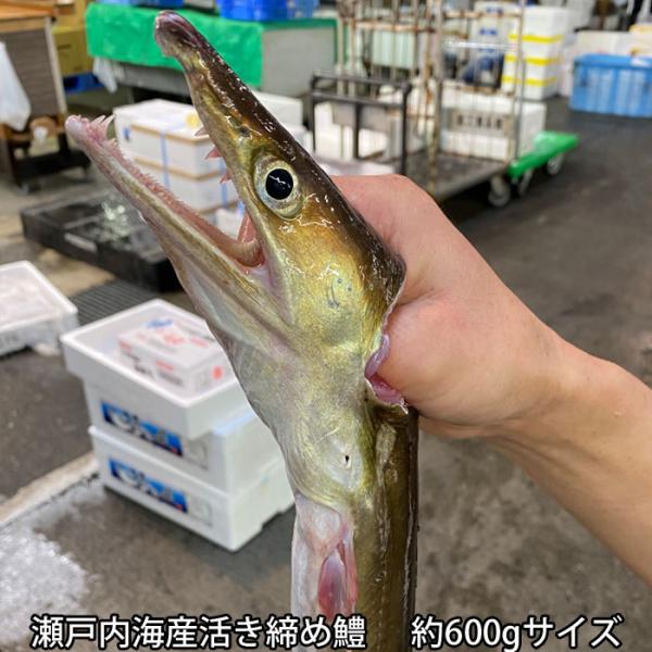 活き締め 鱧 ( はも ) 約600gサイズ レシピ付き 鱧しゃぶ はも鍋 湯引き 天ぷら 瀬戸内海産