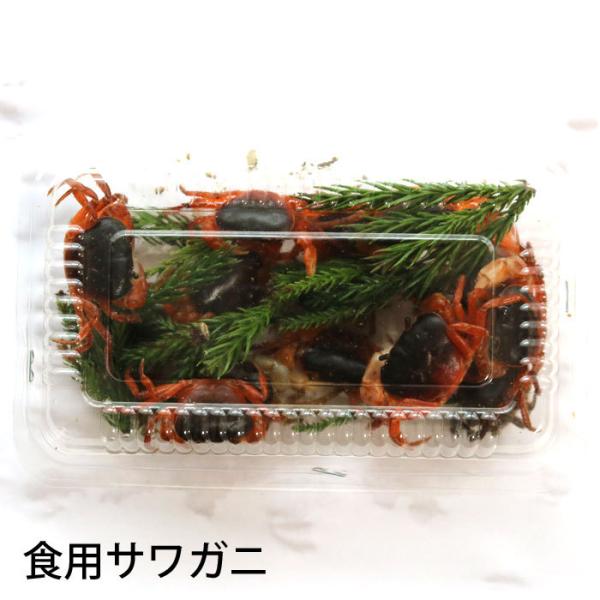 活き サワガニ 食用 1パック 約15匹入り さわがに 沢蟹 Sawagani 道乃屋ヤフーショッピング店 通販 Yahoo ショッピング