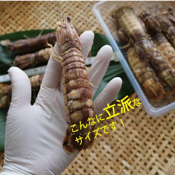 北海道産 ボイル済み しゃこ 大きいサイズ シャコ 蝦蛄 甲殻類