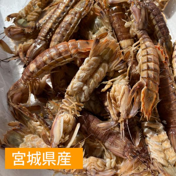 しゃこ 約500g ボイル済み 大きさ不揃い オス、メス混在 蝦蛄 （冷蔵便）