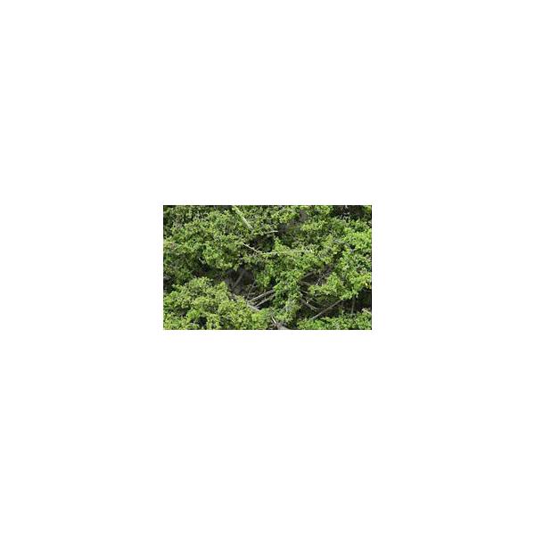 VRfގ؁itϕtj ~fBAO[ yKATOE24-557z